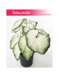 Caladium, Kaladium, Caladium White Wonder, Kaladium White Wonder 1