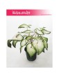 Caladium, Kaladium, Caladium White Wonder, Kaladium White Wonder 2
