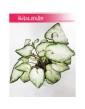 Caladium, Kaladium, Caladium White Wonder, Kaladium White Wonder 3