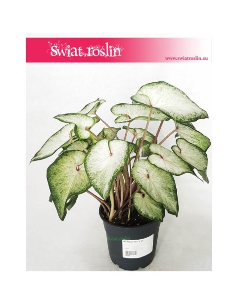 Caladium, Kaladium, Caladium White Wonder, Kaladium White Wonder 4
