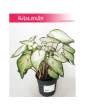 Caladium, Kaladium, Caladium White Wonder, Kaladium White Wonder 4