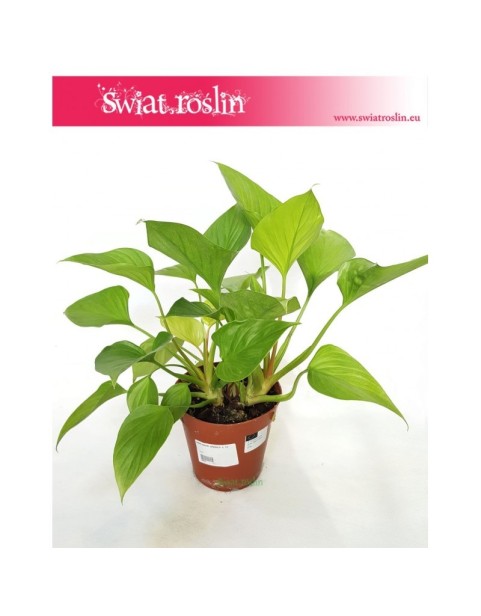 Homalomena ,Homalomena Lime, Czermiówka 2