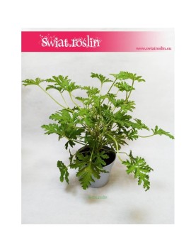 Geranium, Geranium lecznicze, Anginka, Anginowiec, Pelargonia Pachnąca, Pelargonium Graveolens 2