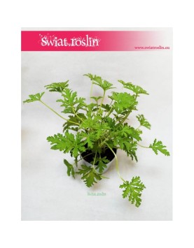 Geranium, Geranium lecznicze, Anginka, Anginowiec, Pelargonia Pachnąca, Pelargonium Graveolens 3