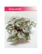 Begonia Rex Beleaf Asian Tundra, Begonia, Begonia Rex, Begonia Beleaf 1