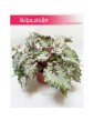 Begonia Rex Beleaf Asian Tundra, Begonia, Begonia Rex, Begonia Beleaf 2