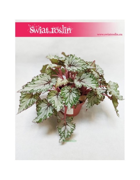 Begonia Rex Beleaf Asian Tundra, Begonia, Begonia Rex, Begonia Beleaf 4