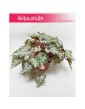 Begonia Rex Beleaf Asian Tundra, Begonia, Begonia Rex, Begonia Beleaf 4