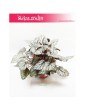 Begonia Rex Beleaf Arctic Breeze, Begonia Beleaf, Begonia, Begonia Rex 3