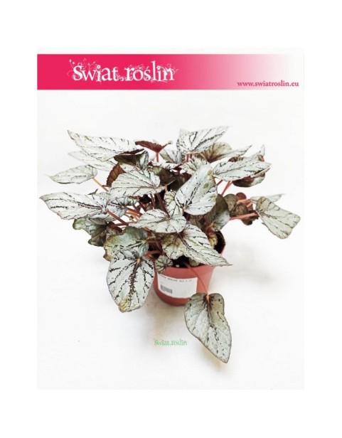 Begonia Rex Beleaf Arctic Breeze, Begonia Beleaf, Begonia, Begonia Rex 5