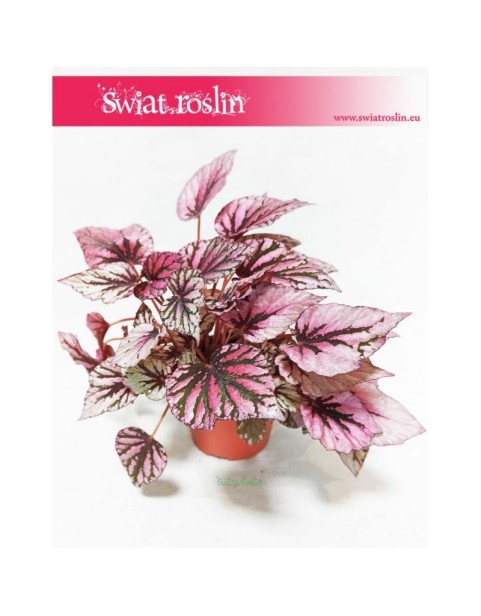 Begonia Rex Beleaf Indian Summer, Begonia Rex, Begonia Beleaf, Begonia 1