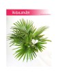Livistona Rotundifolia , Livistona Okrągłolistna, Palma Okrągłolistna 3