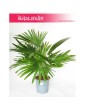 Livistona Rotundifolia , Livistona Okrągłolistna, Palma Okrągłolistna