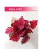 Begonia Rex Beleaf Inca Flame, Begonia Rex, Begonia Beleaf, Begonia, Begonia Inca Flame 4