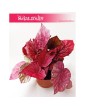 Begonia Rex Beleaf Inca Flame, Begonia Rex, Begonia Beleaf, Begonia, Begonia Inca Flame 5