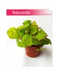 Begonia Rex Beleaf Lima Love, Begonia Rex, Begonia Beleaf, Begonia, Begonia Lima Love 1