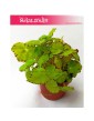 Begonia Rex Beleaf Lima Love, Begonia Rex, Begonia Beleaf, Begonia, Begonia Lima Love 2