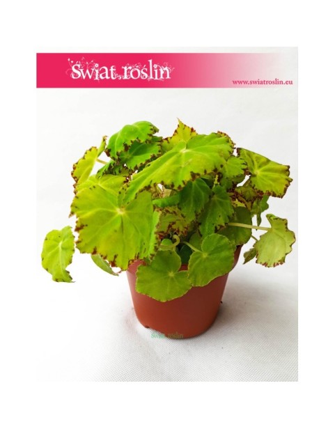 Begonia Rex Beleaf Lima Love, Begonia Rex, Begonia Beleaf, Begonia, Begonia Lima Love 4