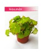 Begonia Rex Beleaf Lima Love, Begonia Rex, Begonia Beleaf, Begonia, Begonia Lima Love 4