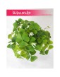 Oxalis Regnellii Green, Szczawik Trójkątny 1