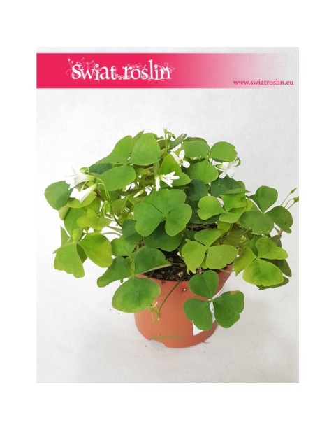 Oxalis Regnellii Green, Szczawik Trójkątny 3