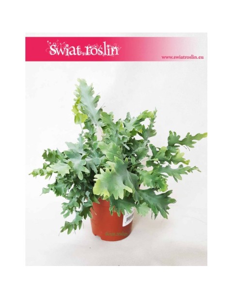 Phlebodium Davana , Flebodium Davana,  Paproć  Davana, Paprotka Davana,  Paprotka Phlebodium Davana,  Papoć  Flebodium Davana 1