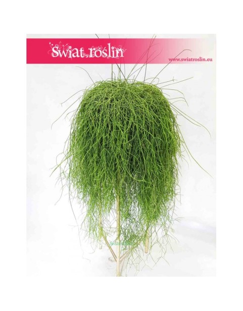 Rhipsalis Baccifera, Rypsalis Baccifera, Kaktus Rypsalis, Kaktus Rhipsalis, Patyczak 1