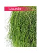 Rhipsalis Baccifera, Rypsalis Baccifera, Kaktus Rypsalis, Kaktus Rhipsalis, Patyczak 2