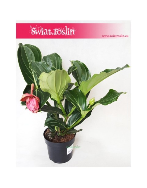 Medynila Wspaniała Flamenco, Medinilla Magnifica Flamenco 1