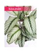 Kalatea White Star, Calathea White Star, Calathea Majestica White Star 3