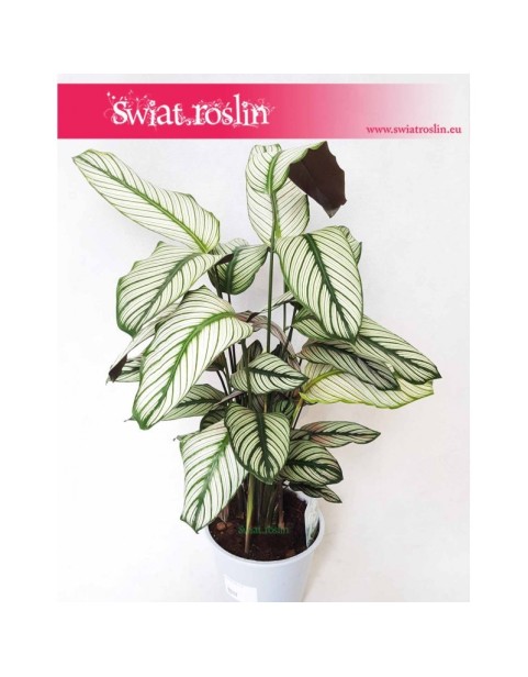 Kalatea White Star, Calathea White Star, Calathea Majestica White Star 4