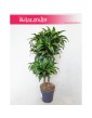 Dracaena Dracgreye, Dracena Dracgreye 1
