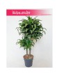 Dracaena Dracgreye, Dracena Dracgreye 3