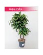 Dracaena Dracgreye, Dracena Dracgreye 4