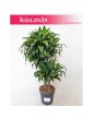 Dracaena Dracgreye, Dracena Dracgreye 5