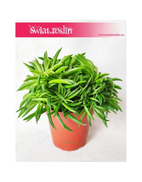 Peperomia Happy Bean, Szczęśliwa Fasolka 4