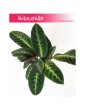 Calathea Warscewiczii, Kalatea Warscewiczii, Ostrzeszyn 1