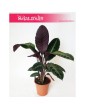 Calathea Warscewiczii, Kalatea Warscewiczii, Ostrzeszyn 2
