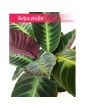 Calathea Warscewiczii, Kalatea Warscewiczii, Ostrzeszyn 3