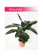 Calathea Warscewiczii, Kalatea Warscewiczii, Ostrzeszyn 4