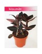 Ludisia Discolor, Klejnotowa Orchidea, Kwitnący Klejnot, Ludisia Storczyk Ludisja Discolor, Black Velvet, Haemaria discolor 2