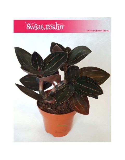 Ludisia Discolor, Klejnotowa Orchidea, Kwitnący Klejnot, Ludisia Storczyk Ludisja Discolor, Black Velvet, Haemaria discolor