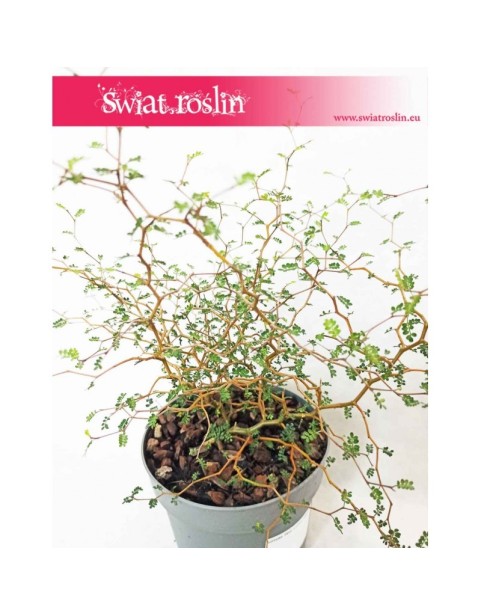 Sophora Prostrata Little Baby, Perełkowiec Drobnolistny, Sophora Prostrata 5