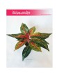 Aglaonema FLN002, Aglonema FLN002 1