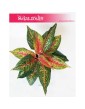 Aglaonema FLN002, Aglonema FLN002 2
