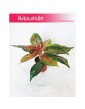 Aglaonema FLN002, Aglonema FLN002 3