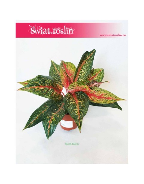 Aglaonema FLN002, Aglonema FLN002 4