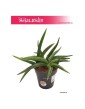 Sansevieria Zoe, Wężownica, Sansewieria Zoe 1