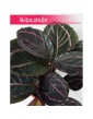 Calathea Dottie, Kalatea Dottie 1
