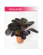 Calathea Dottie, Kalatea Dottie 2